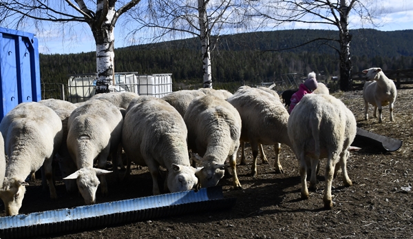 lamunge fjøskos sauer