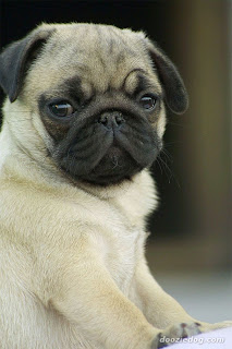 Pug Dog