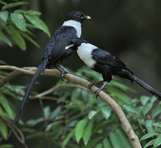 Burung bilbong pendeta