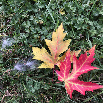 Two maple leaves, one yellow one deep red, lying on grass near some milkweed seeds