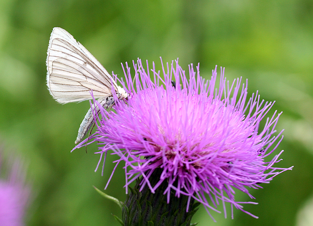 Verschiedenblättrige Kratzdistel, Alant-Distel mit Hartheu-Spanner