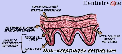 Keratinized mucosa non-keratinized mucosa