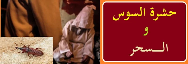 "السوس"السوس والسحر"السوس والحسد"حشرة السوس في المنزل"طرد السوس من المنزل"حشرات السوس والسحر"كيف يتم علاج السوس بالقرأن"حشرات السوس والقرأن"