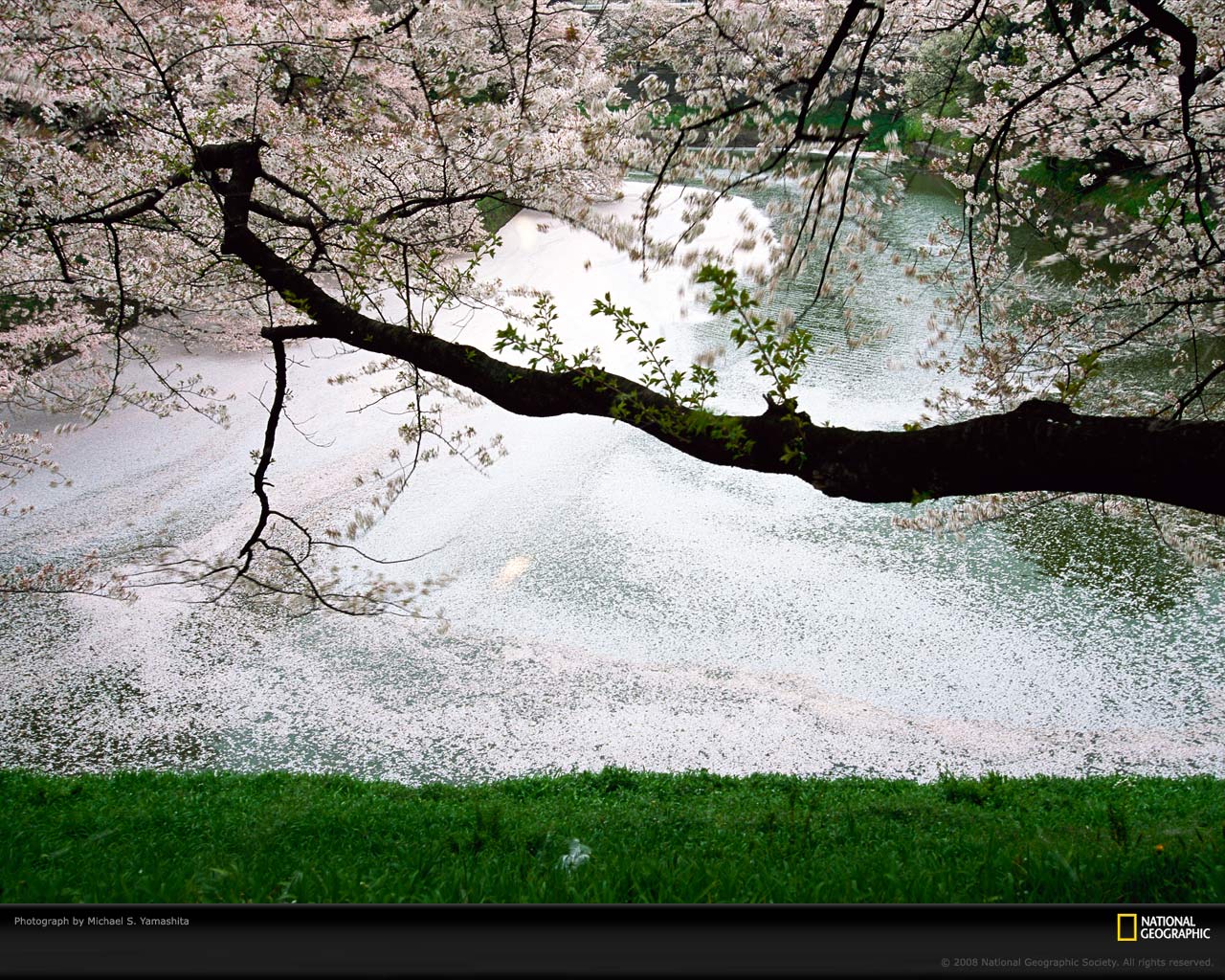 Free Cool Wallpapers: cherry blossom flower