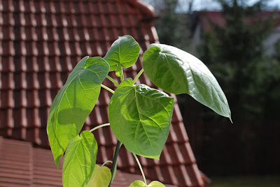 TAMARILLO NA DOPALACZACH?