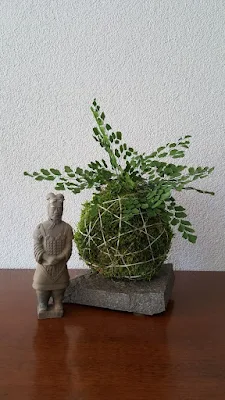 Kokedama é uma técnica japonesa que envolve as plantas dentro de uma “bola” de musgo, substrato e argila. Essas esferas artesanais passam a abrigar a raiz da planta, dispensando, portanto, o uso de vasos, floreiras, jardineiras e outros.    Essa técnica tem sido muito usada, especialmente para decorar ambientes pequenos, como apartamentos e varandas.