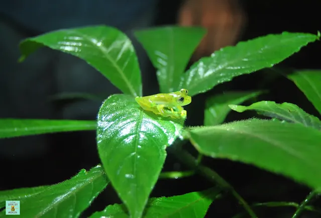 Rana en Corcovado, Costa Rica