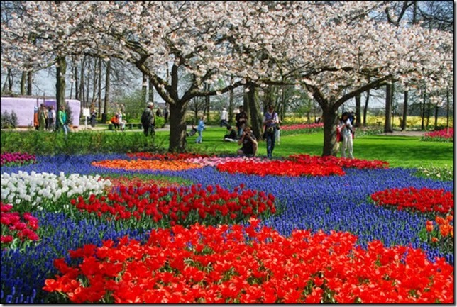 tulip-fields7