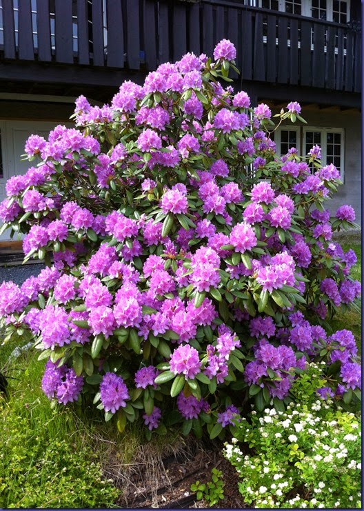 140608 Rhododendron