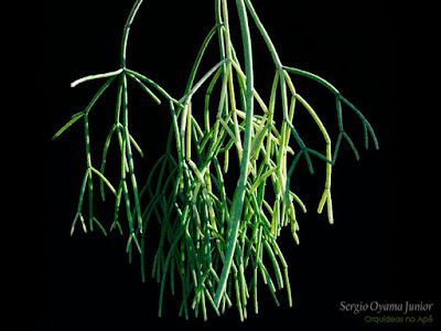 Cacto Rhipsalis baccifera