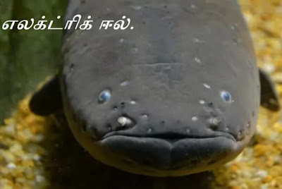 Electric Eel