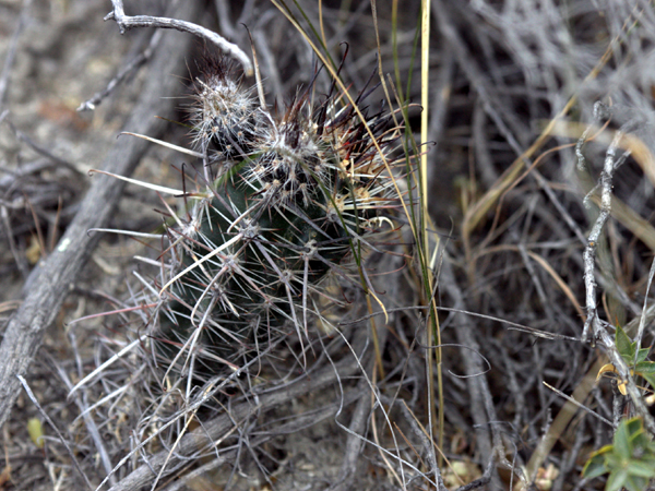 xuong-rong-austrocactus-patagonicus