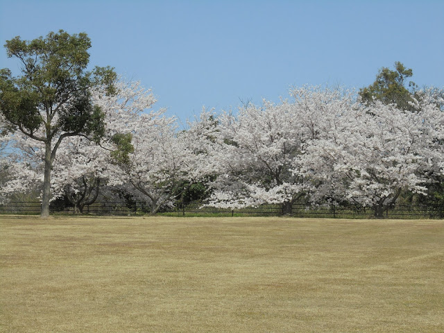 むきばんだ史跡公園の芝生け広場ソメイヨシノ桜
