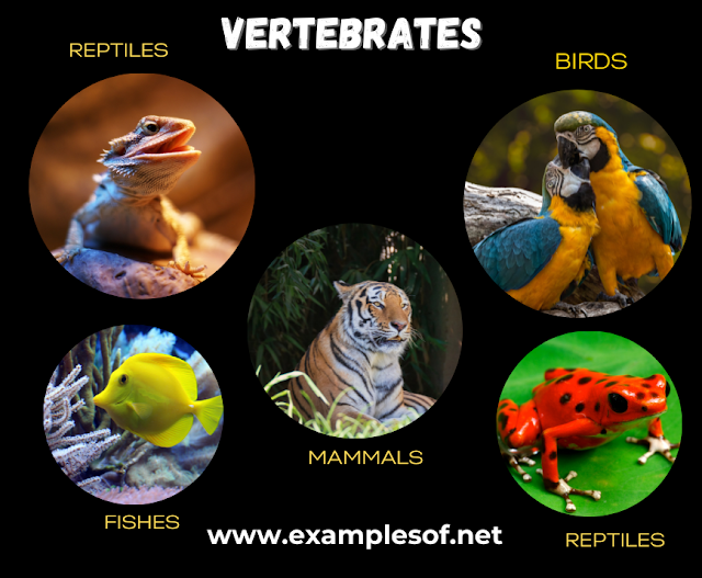 Example of Vertebrate Animals
