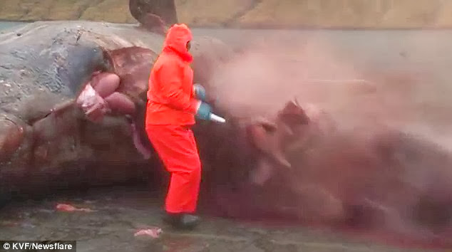 Sperm whale EXPLODING  