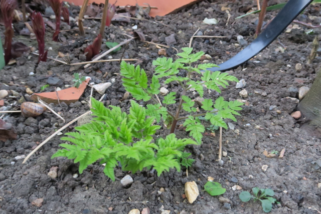 Young green serrated leaves of Sweet Cicely herb pushing through soil.