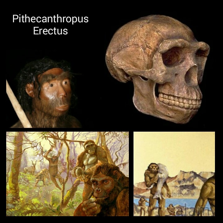 Sebutan Pithecanthropus Erectus Menunjukkan Ciri Khusus 