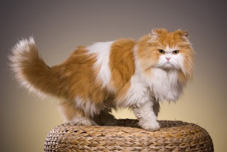 Cara Efektif Membuat Bulu Kucing Persia Tebal dan Lebat