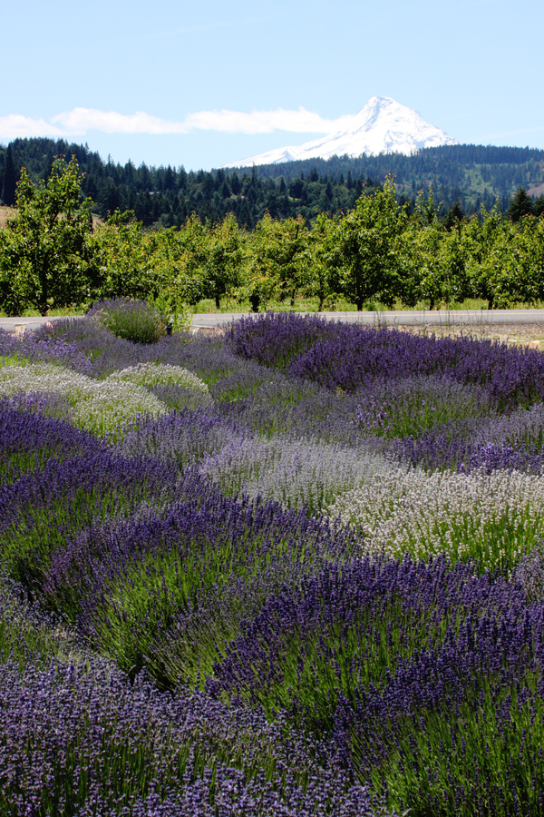 Lavender fields and a view of snow-capped Mount Hood