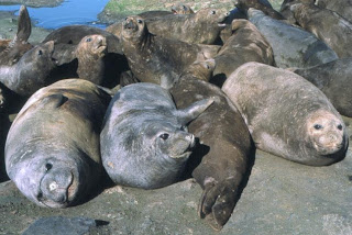 elephant seal