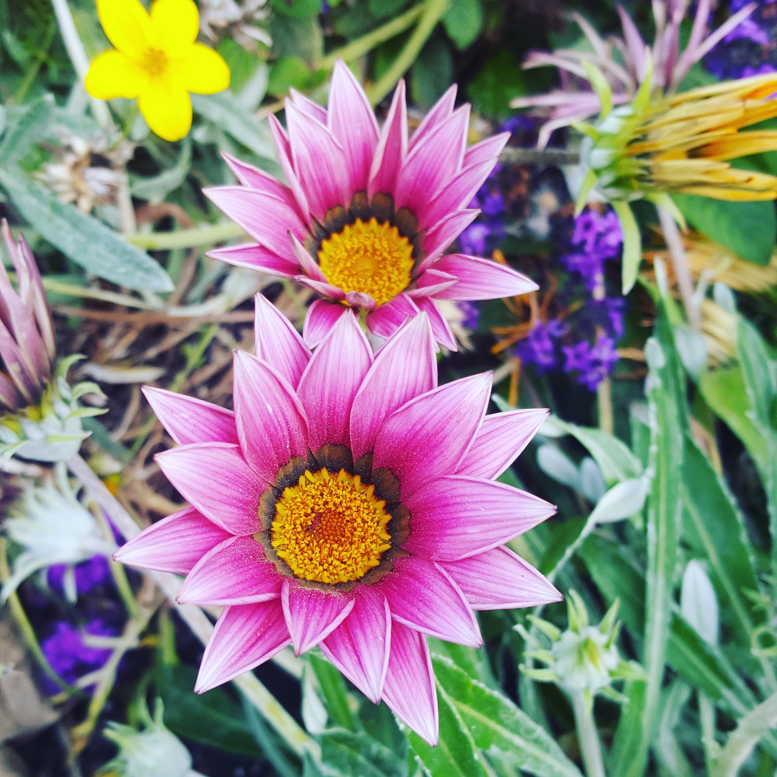 Late Summer Flowers Photo by @clairejustineo