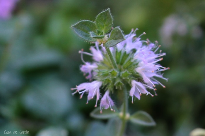 Menta Poleo Aromatica Y Beneficiosa Guia De Jardin