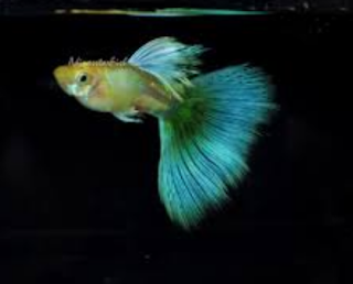 Guppy Blonde Blue Grass,