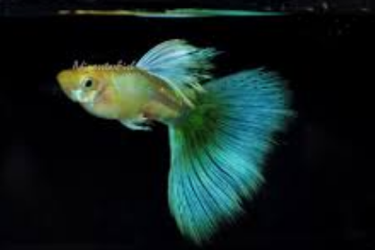 IKAN GUPPY BLONDE BLUE GRASS