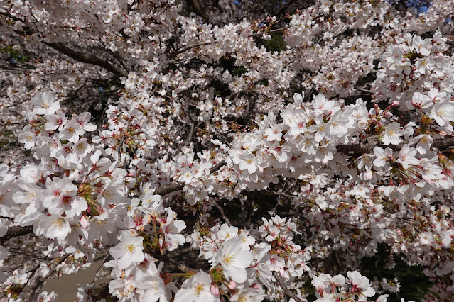 鳥取県西伯郡南部町鶴田 とっとり花回廊 花の丘 ソメイヨシノ（染井吉野）