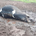 Rayo mata tres vacas en General Villegas durante una feroz tormenta