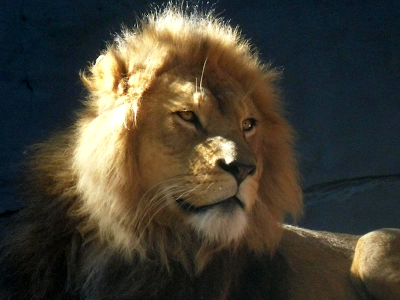 african lion face. MaleAfricanlion