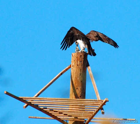 11. osprey-kab