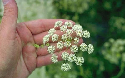 Water hemlock, cicuta maculata