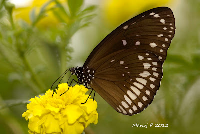 Common Indian Crow Butterfly