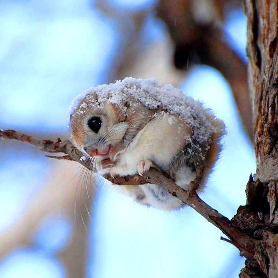 Japanese Dwarf Flying Squirrel