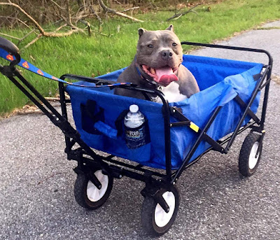 Mac Sports Collapsible Utility Wagon, Can Fold Up To Just 8 Inches Thick For Easy Storage And Transport