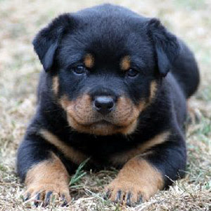 German Rottweiler Puppies Pictures