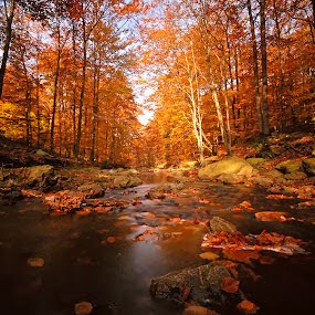 Autumn-Forest-landscape
