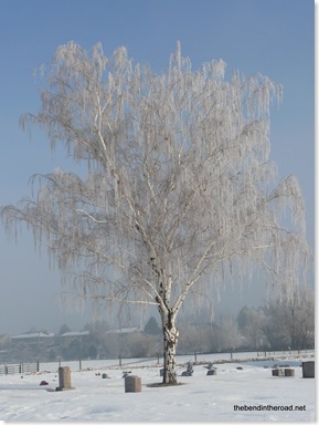 tree frosted over