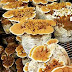 Mushroom Spawn Supplier In Raigad | Mushroom Spawn Manufacturer And Supplier In Raigad | Where To Find Mushroom Spawn In Raigad