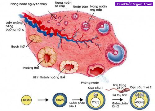 U nang buồng trứng có nguy hiểm không?