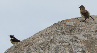 Buff-streaked Bushchat