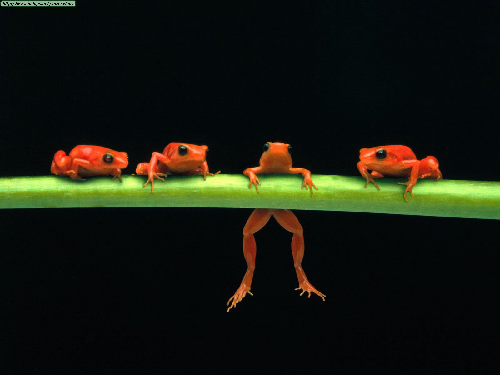 Red Tree Frogs