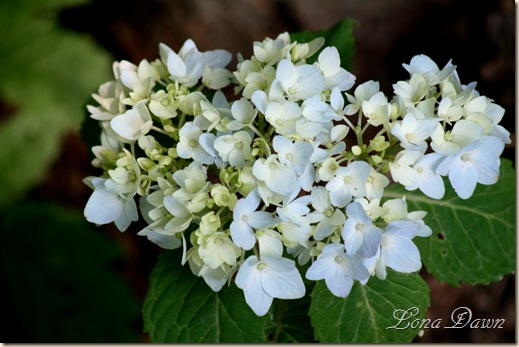 Hydrangea_BlueParfait