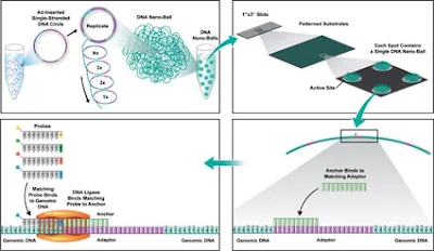 Floresan sinyallerinin yüksek çözünürlüklü görüntüleri alınır. Bu veriler, hangi nükleotidlerin bağlandığını ve DNA dizisinin nasıl olduğunu belirler. Büyük ölçekli veri analizi yapılarak genom dizisi yeniden oluşturulur. Compelete genomic, büyük genomların dizilemesin de kapsamlı veri işleme adımlarını içerir. Bu analizler, tam genomun hızlı ve doğru bir şekilde belirlenmesini sağlar.