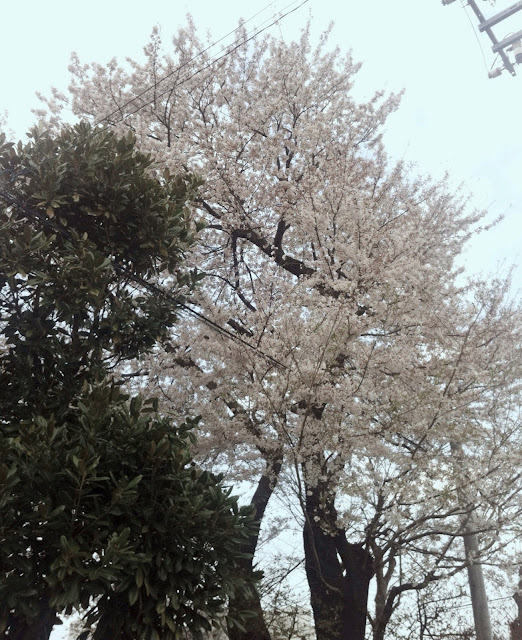 Sayonara Sakura