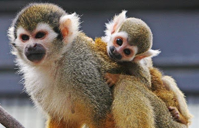 Cute Squirrel Monkey