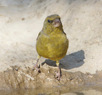 Verderón Común (Carduelis chloris)