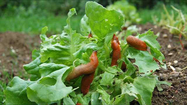 worms in potatoes