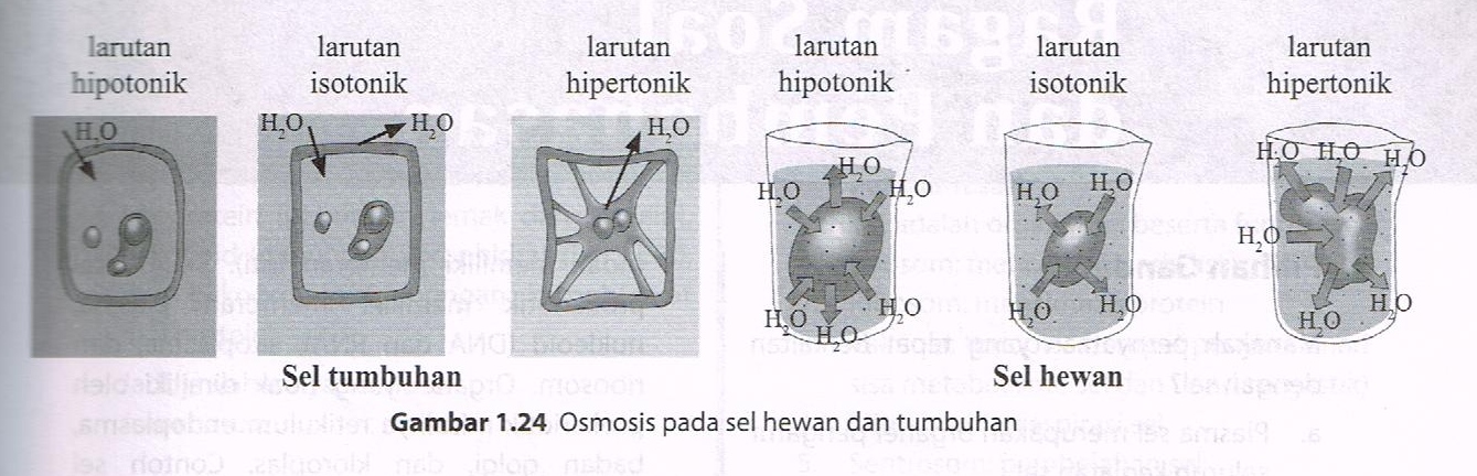 Ilmu Dasar Keperawatan KONSEP SEL 